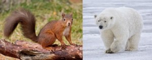 Is it just me, or does that squirrel look far more menacing than that cute teddy-like Polar Bear?